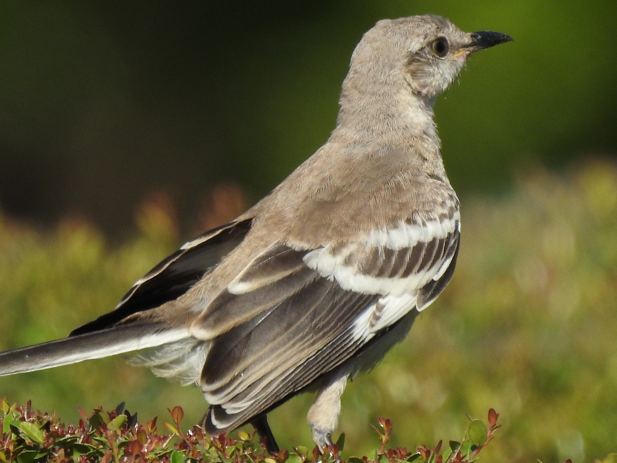 Northern Mockingbird - ML641412121
