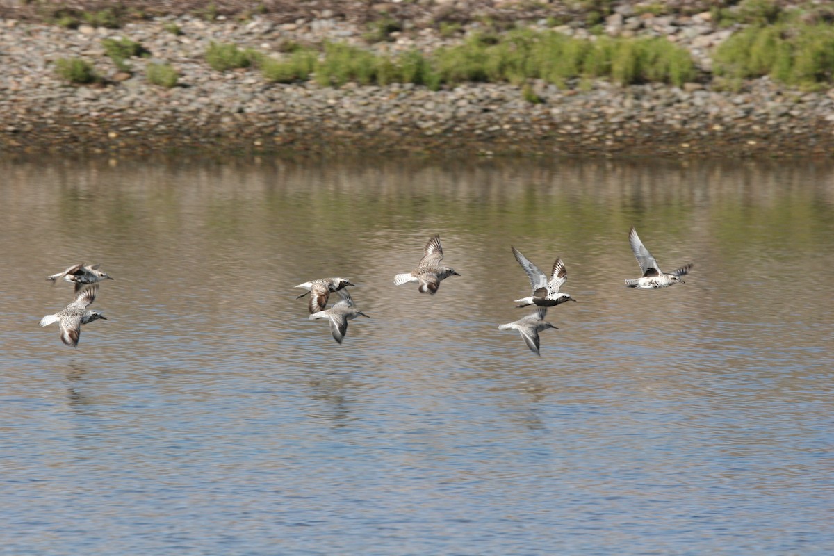 Red Knot - ML641412124