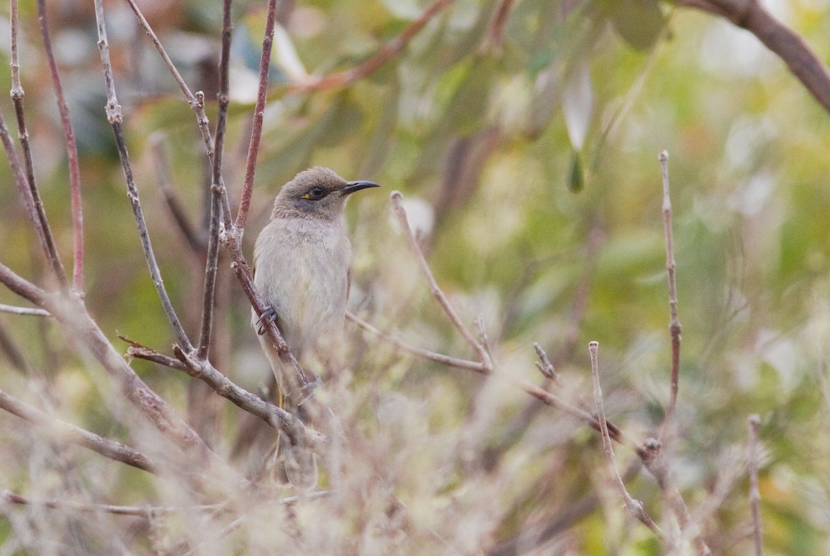 Brown Honeyeater - ML641412125