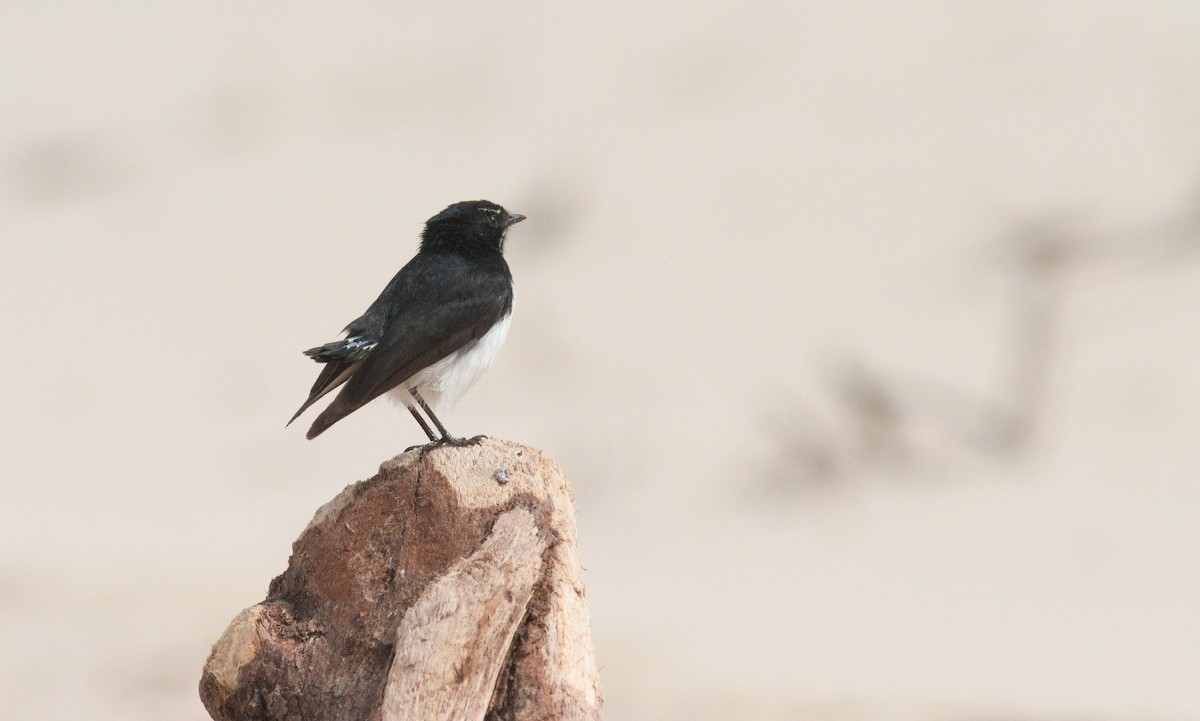Willie-wagtail - ML641412128
