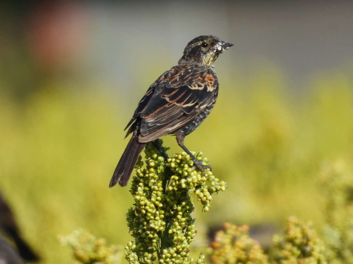Red-winged Blackbird - ML641412129