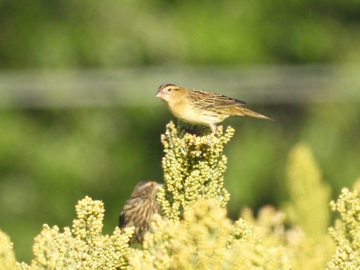 Bobolink - ML641412142
