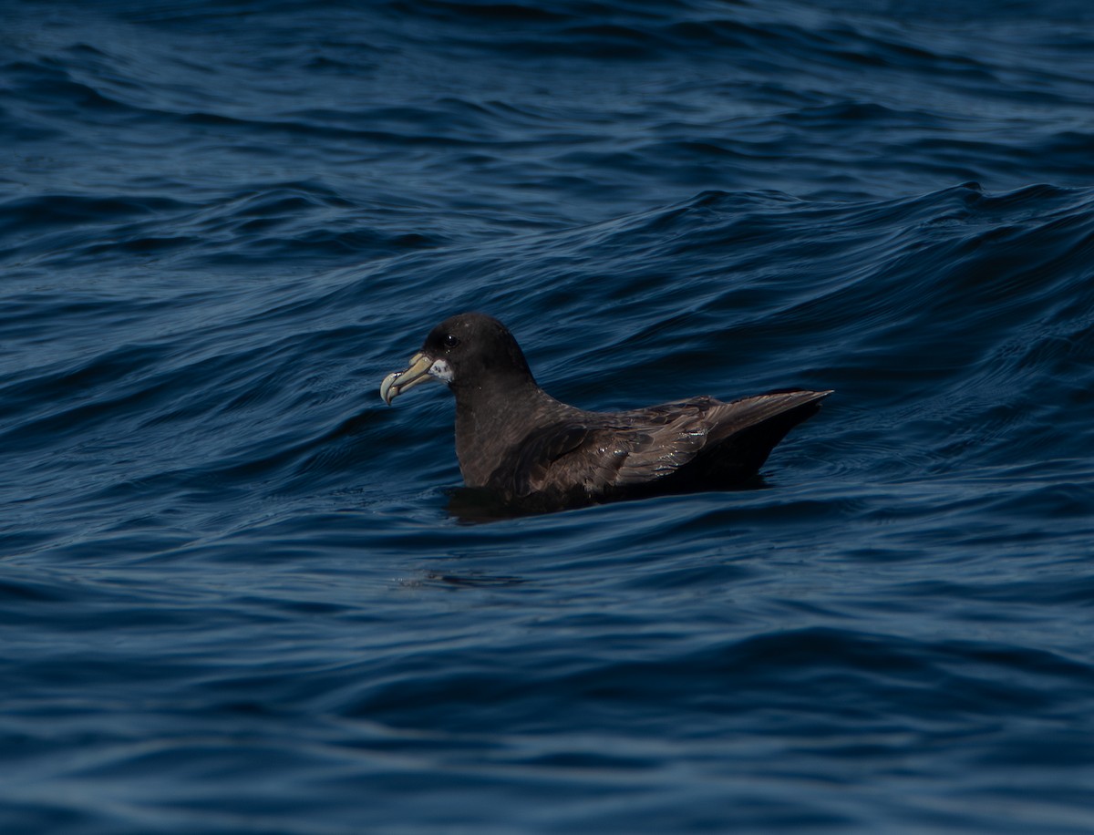 White-chinned Petrel - ML641412144