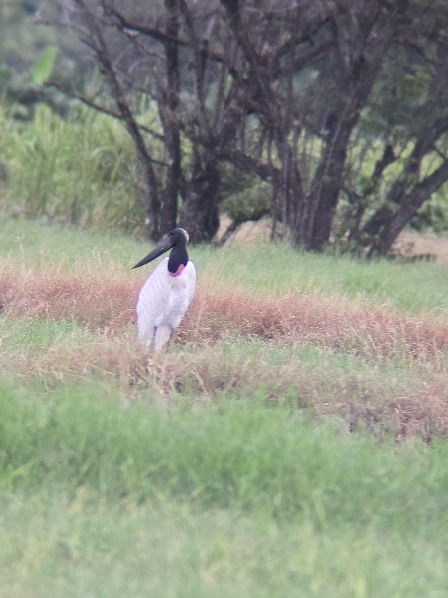 Jabiru - ML641412149