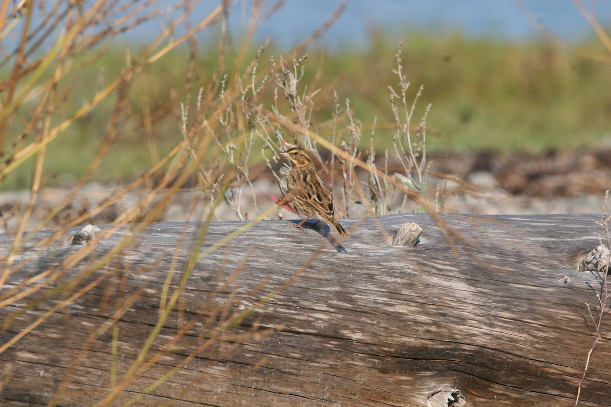 Savannah Sparrow - ML641412150