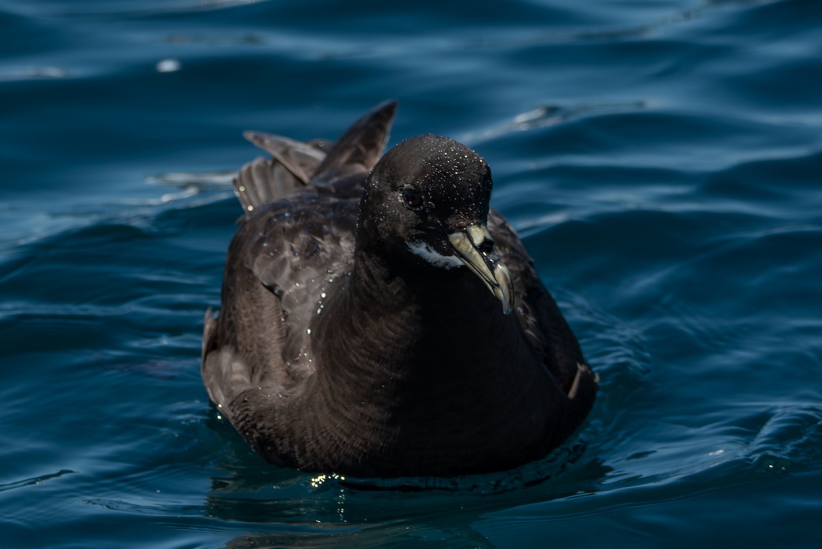 White-chinned Petrel - ML641412151