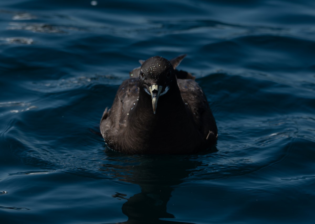 White-chinned Petrel - ML641412152