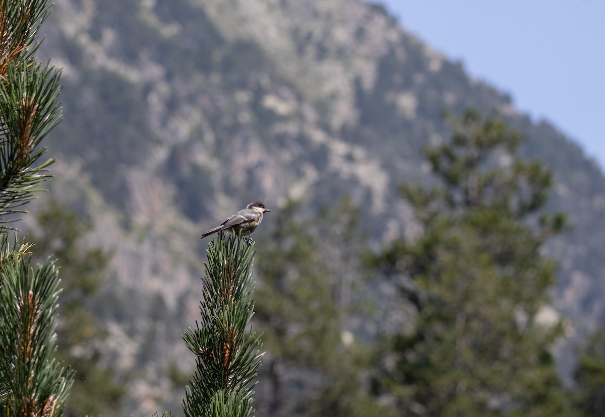 Coal Tit - ML641412153