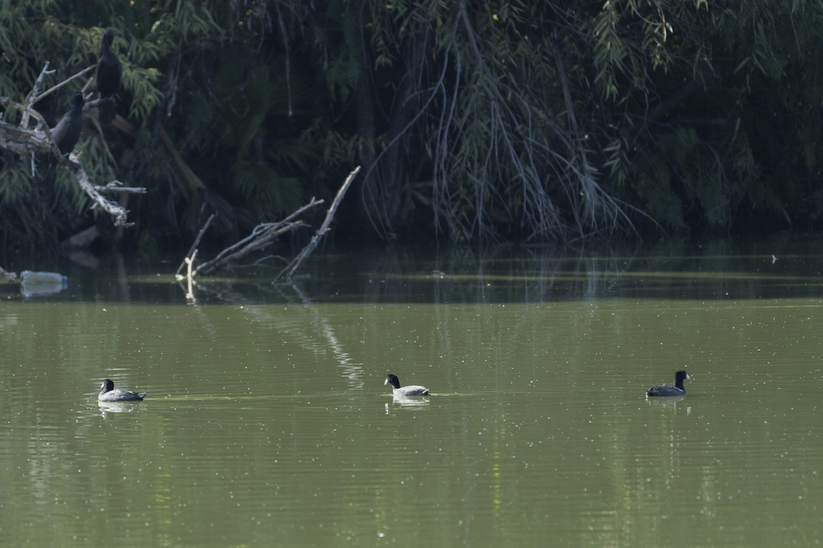 Neotropic Cormorant - ML641412154