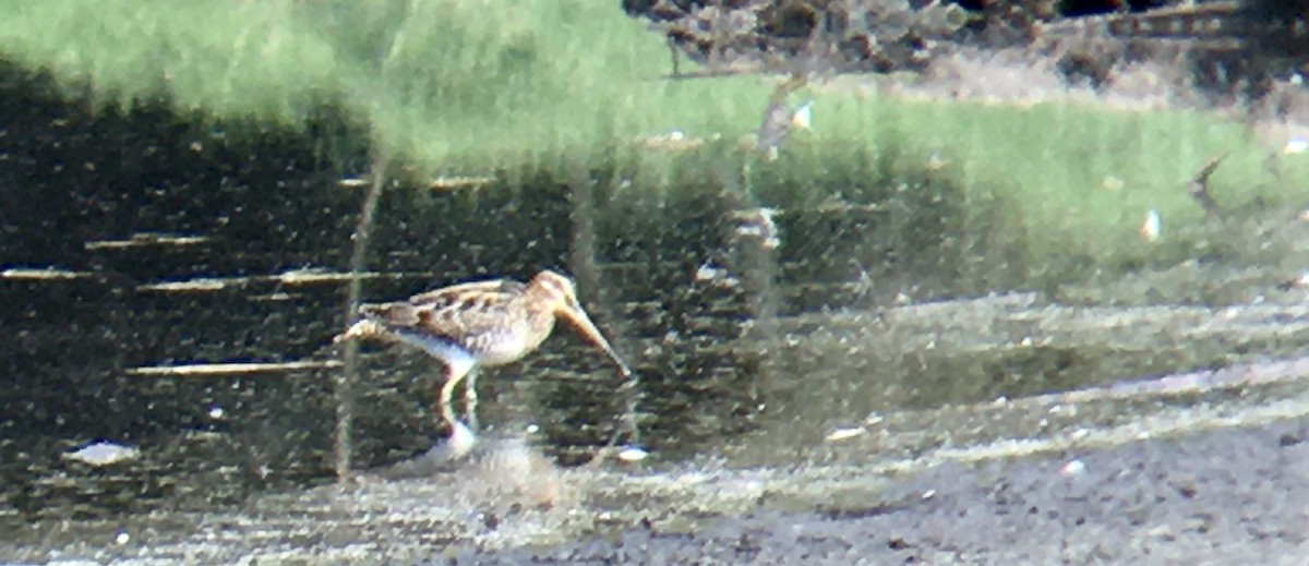 Wilson's Snipe - ML641412155