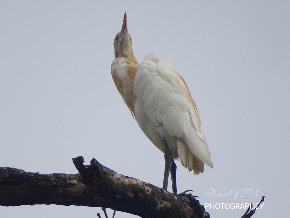 Eastern Cattle-Egret - ML641412158