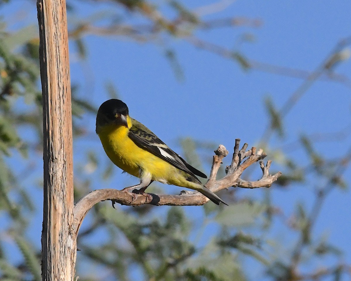Lesser Goldfinch - ML641412161