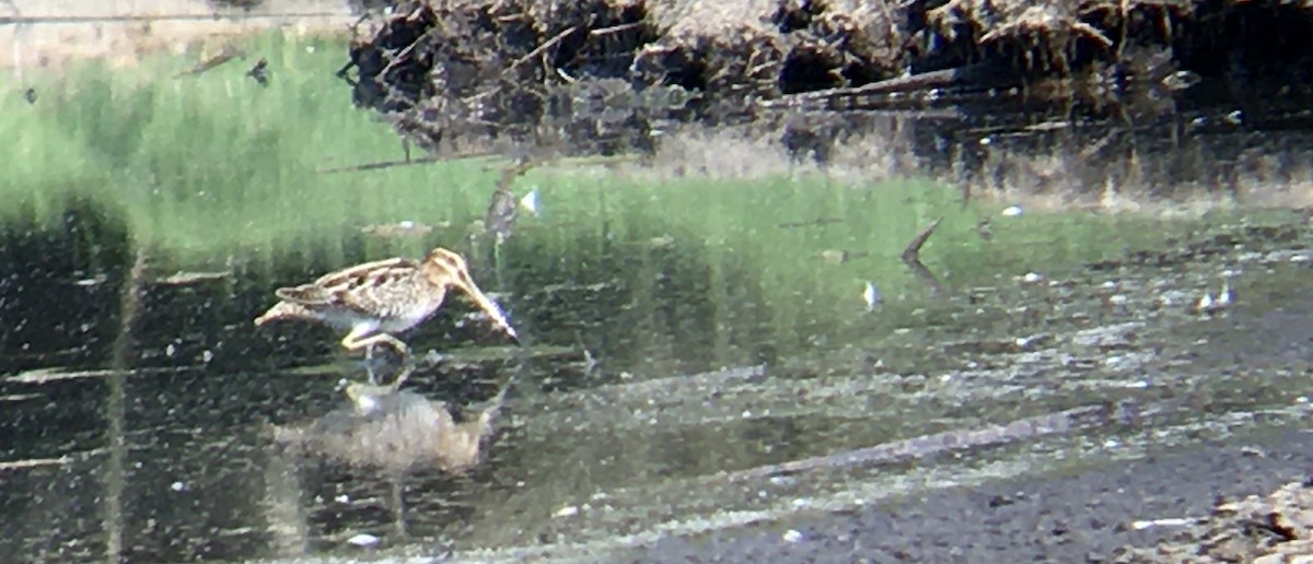Wilson's Snipe - ML641412162