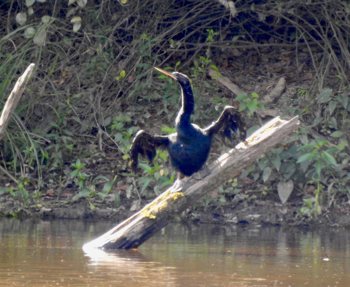 Anhinga - ML641412163
