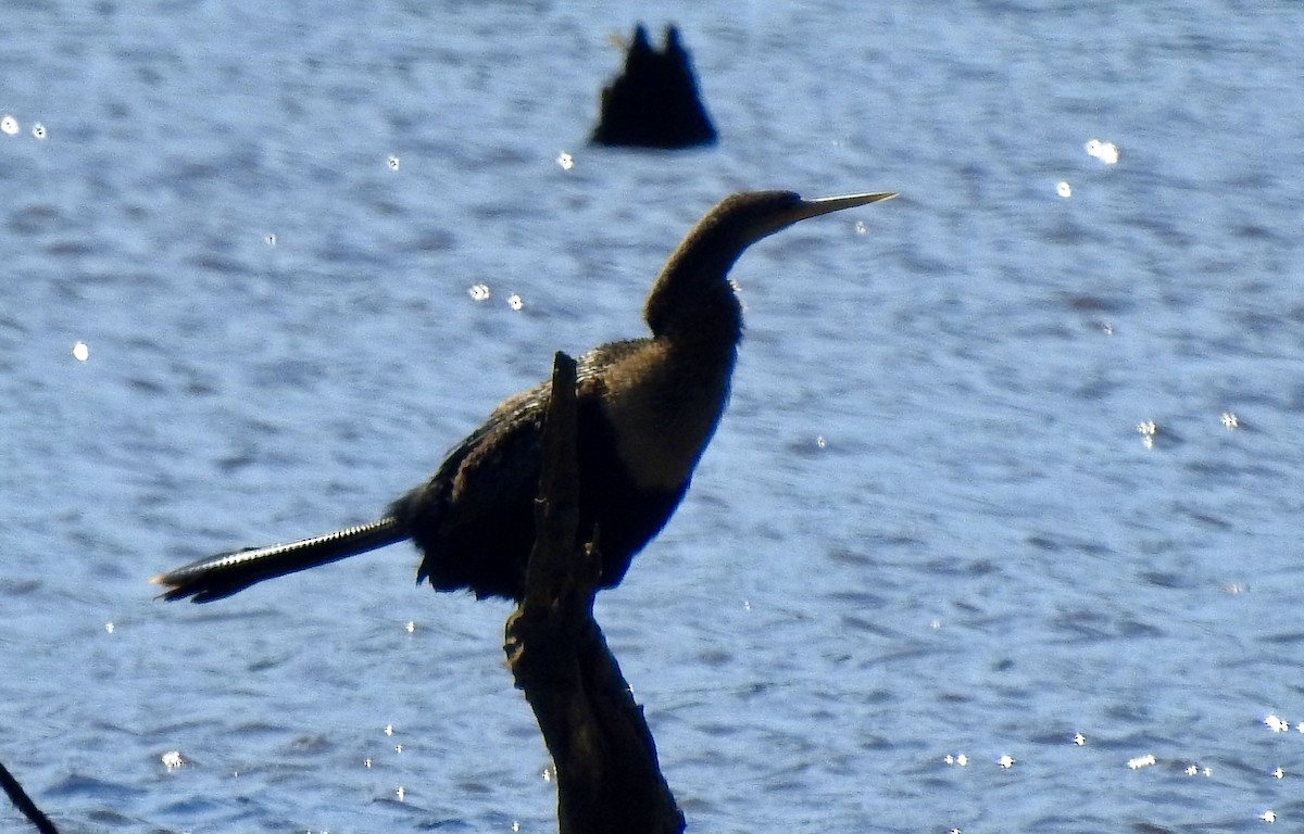 Anhinga - ML641412164