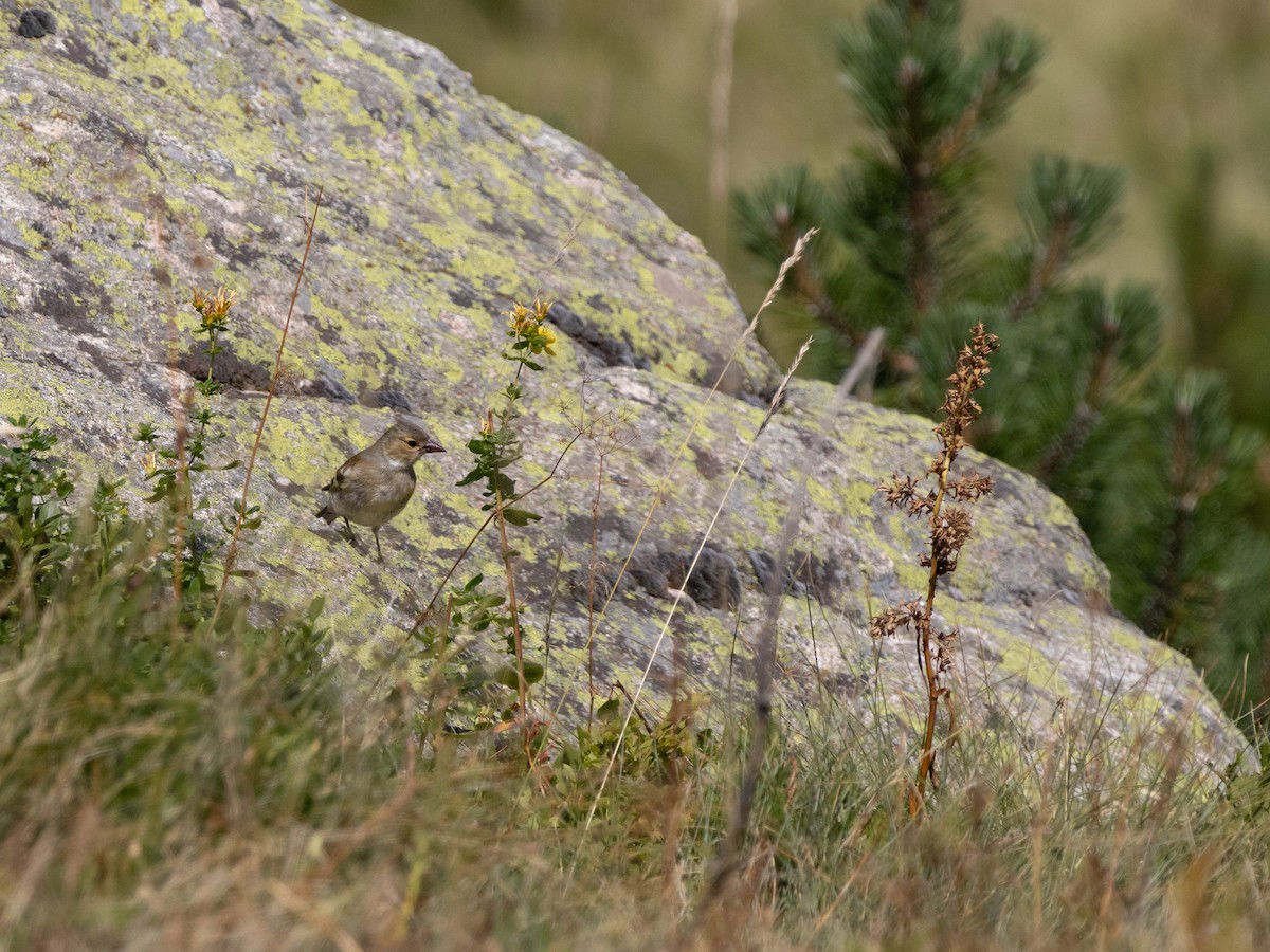 Common Chaffinch - ML641412165