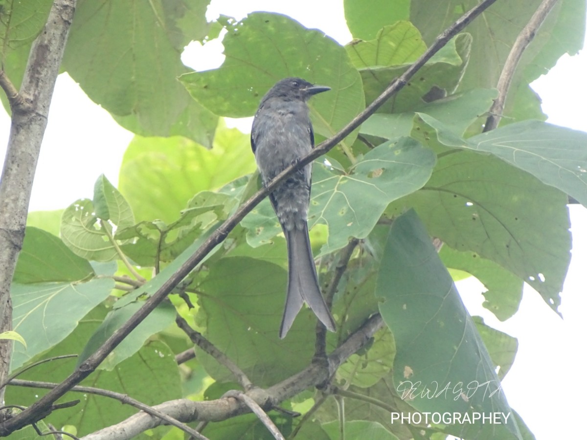 Black/Ashy Drongo - ML641412166