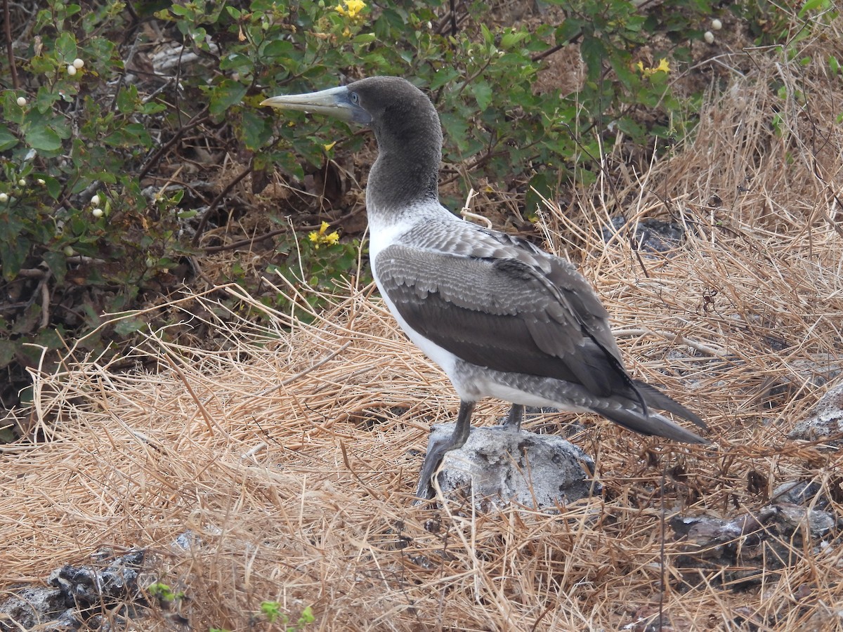 Nazca Booby - ML641412167