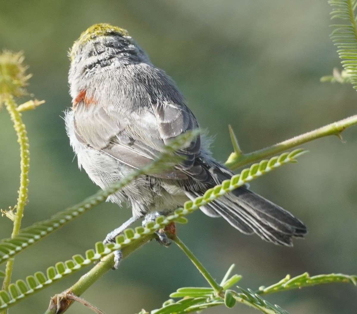 Verdin - ML641412170