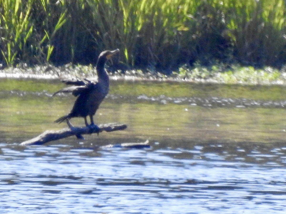 Double-crested Cormorant - ML641412174