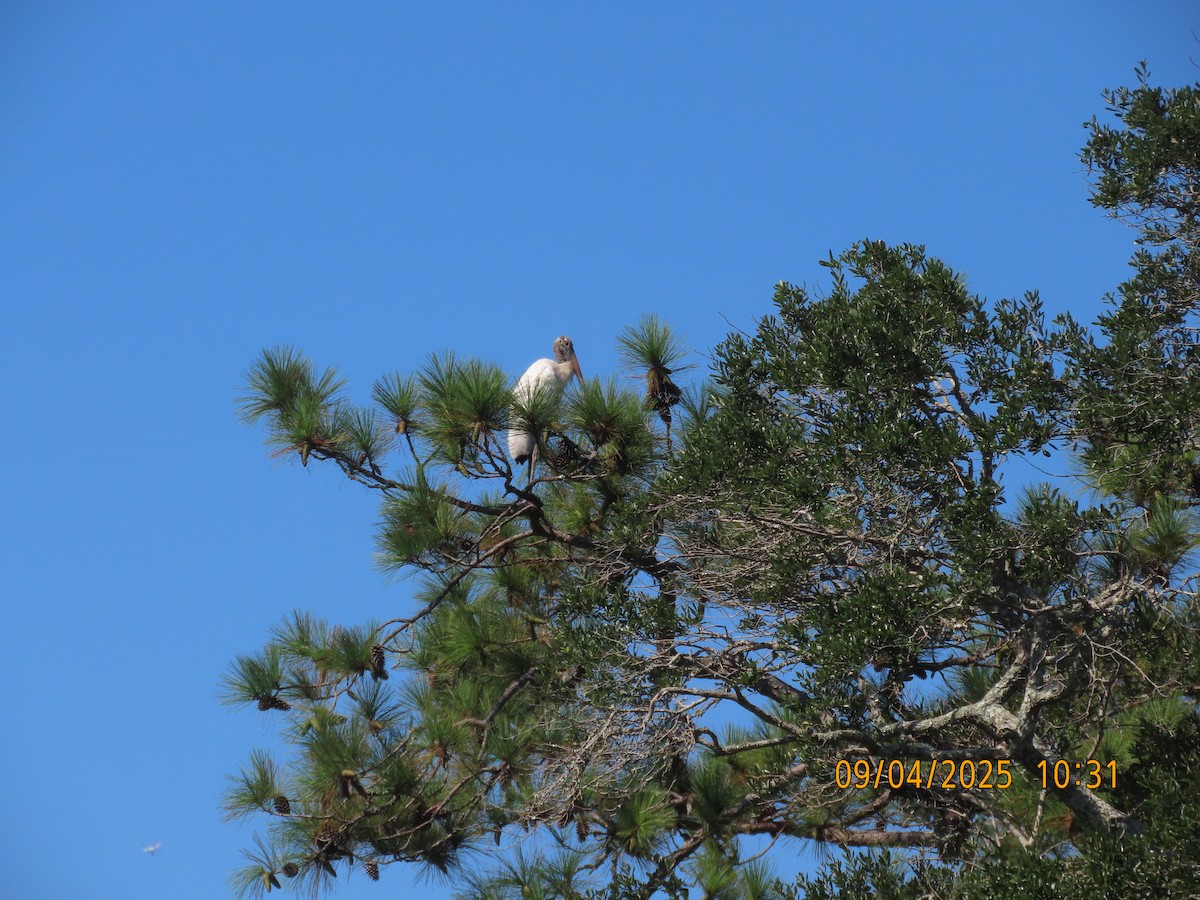 Wood Stork - ML641412175