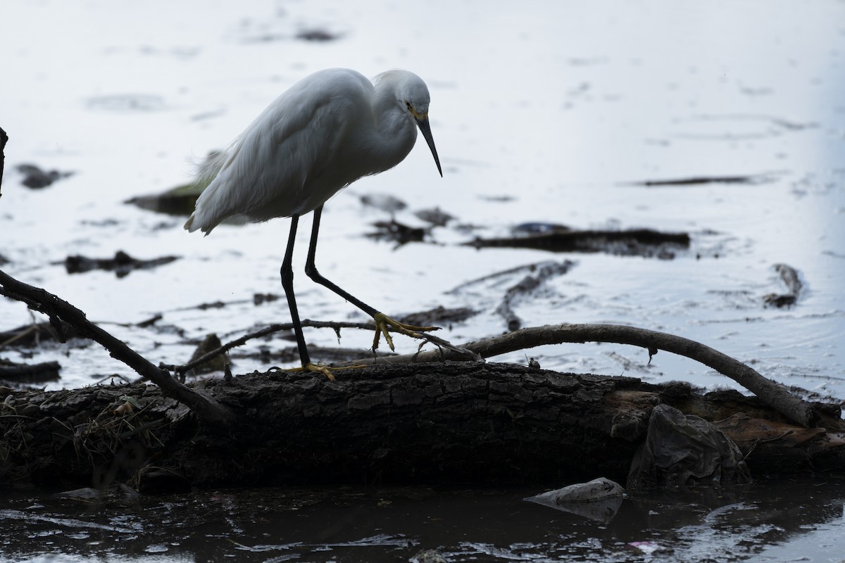 Snowy Egret - ML641412176
