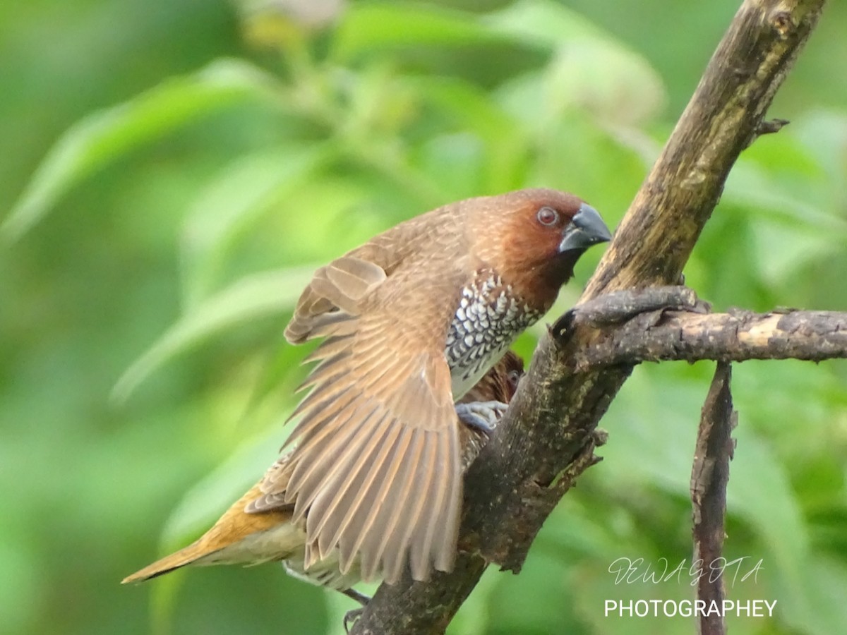 Scaly-breasted Munia - ML641412177