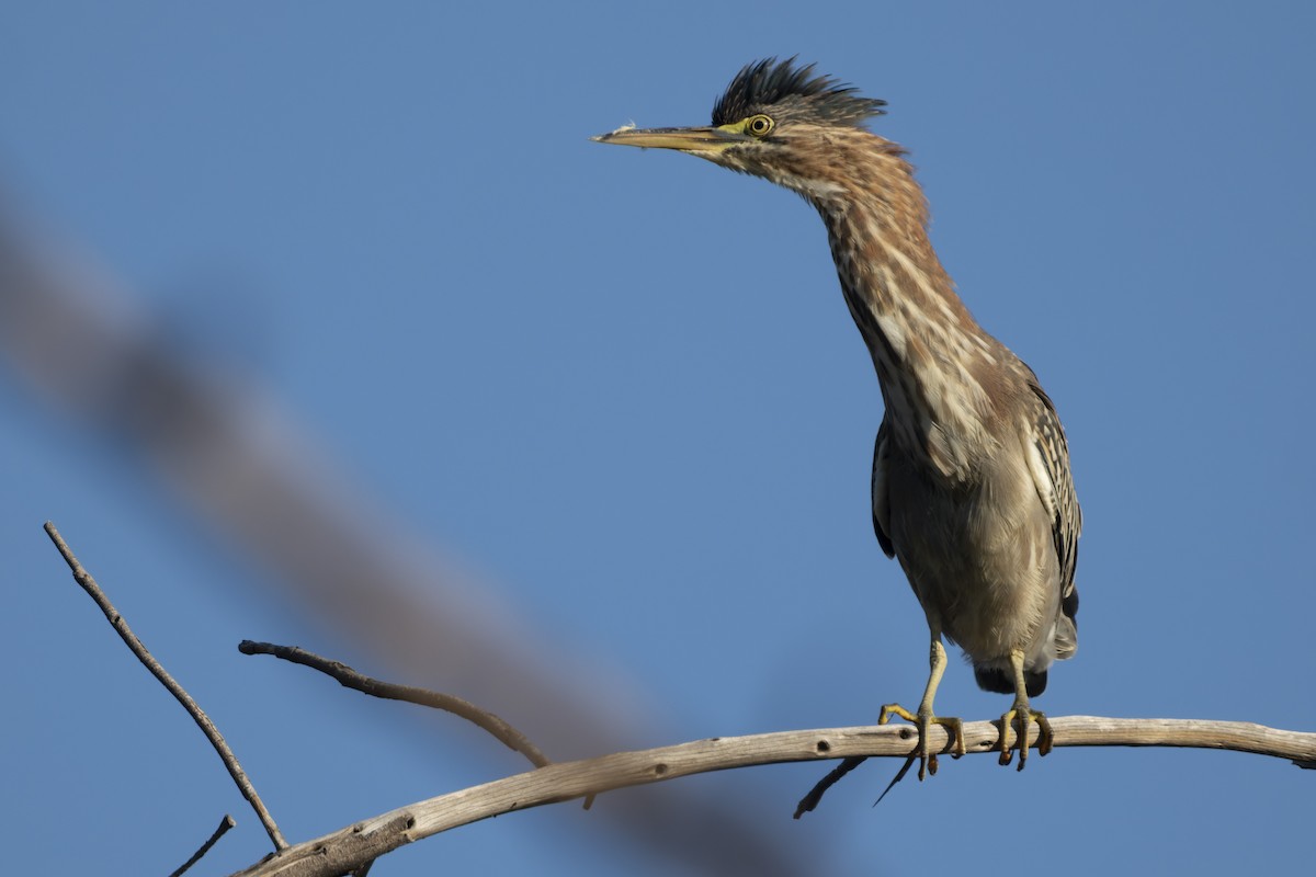 Green Heron - ML641412179