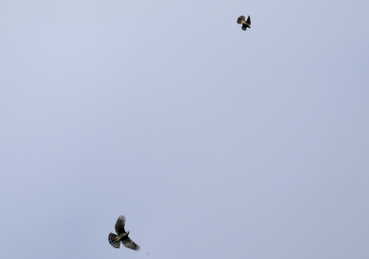 Cooper's Hawk - ML641412180