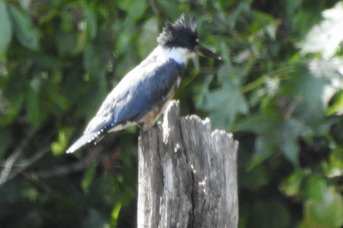 Belted Kingfisher - ML641412182