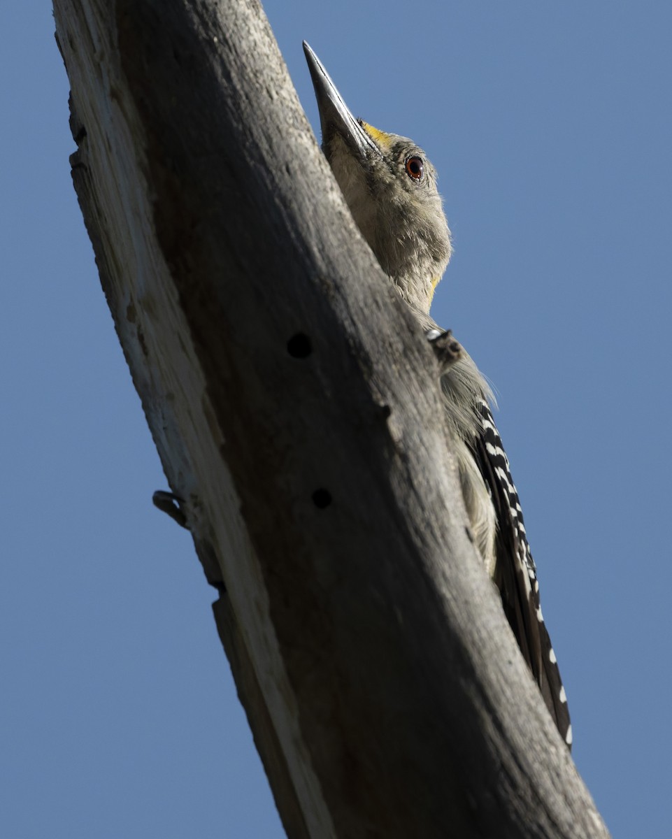 Golden-fronted Woodpecker - ML641412183