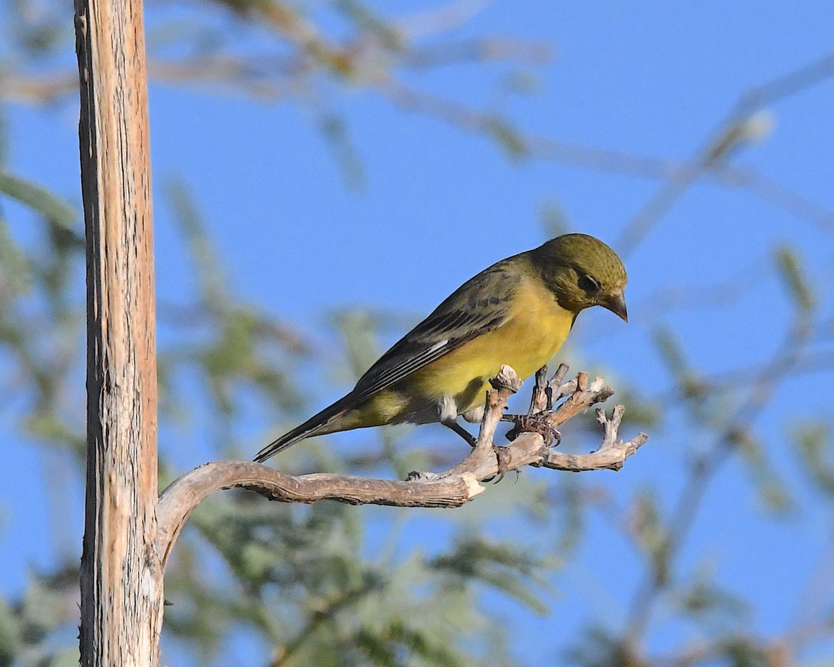 Lesser Goldfinch - ML641412185