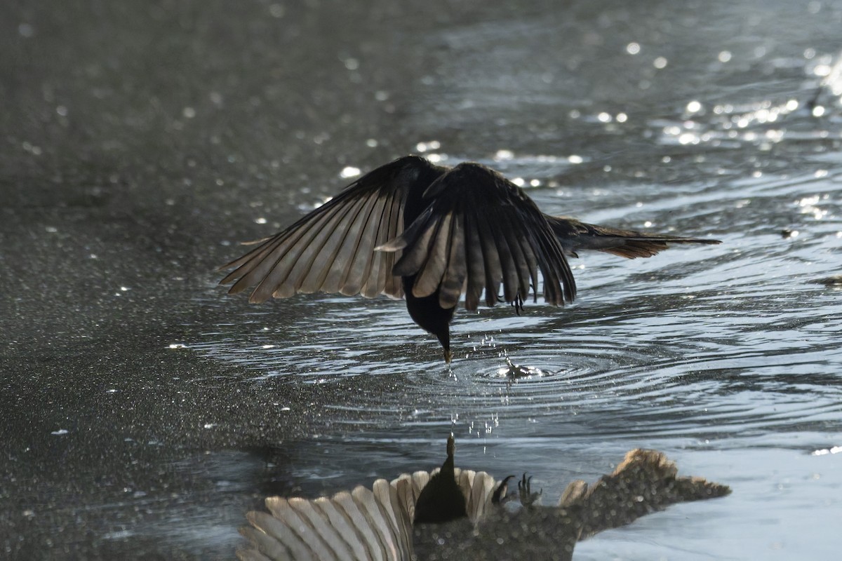 Black Phoebe - ML641412195