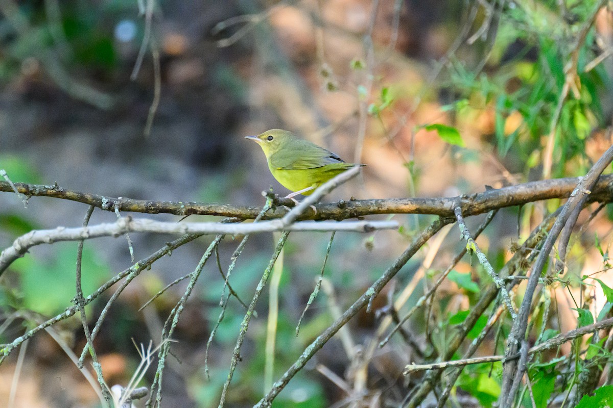 lesňáček sp. (Parulidae sp.) - ML641412209