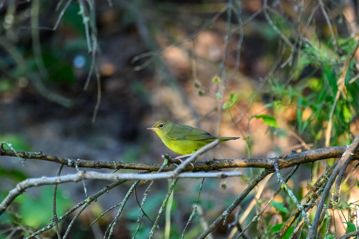lesňáček sp. (Parulidae sp.) - ML641412210