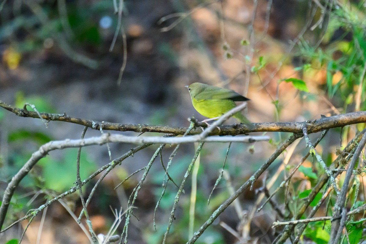 lesňáček sp. (Parulidae sp.) - ML641412211