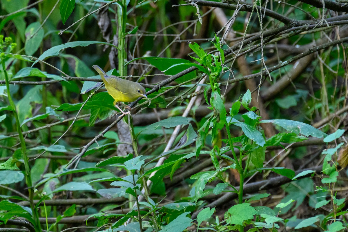 lesňáček sp. (Parulidae sp.) - ML641412212