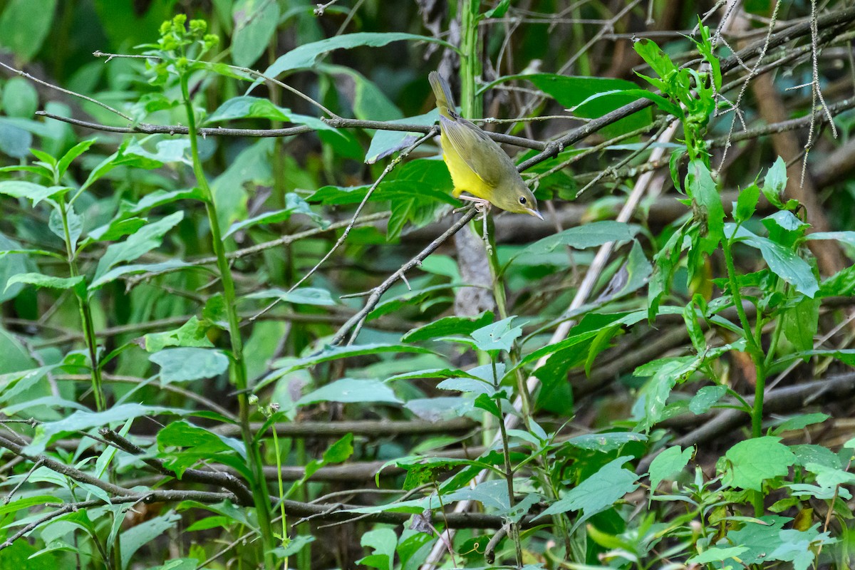 lesňáček sp. (Parulidae sp.) - ML641412213