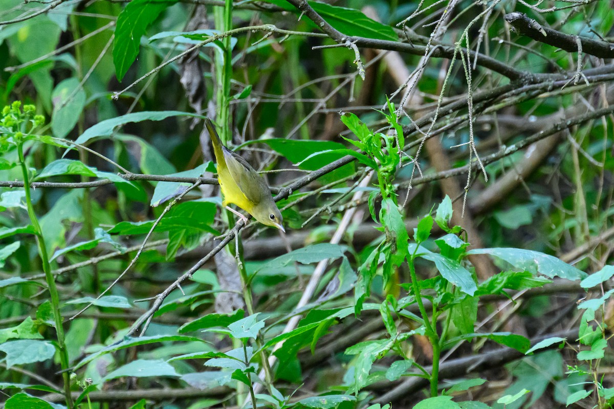 lesňáček sp. (Parulidae sp.) - ML641412215