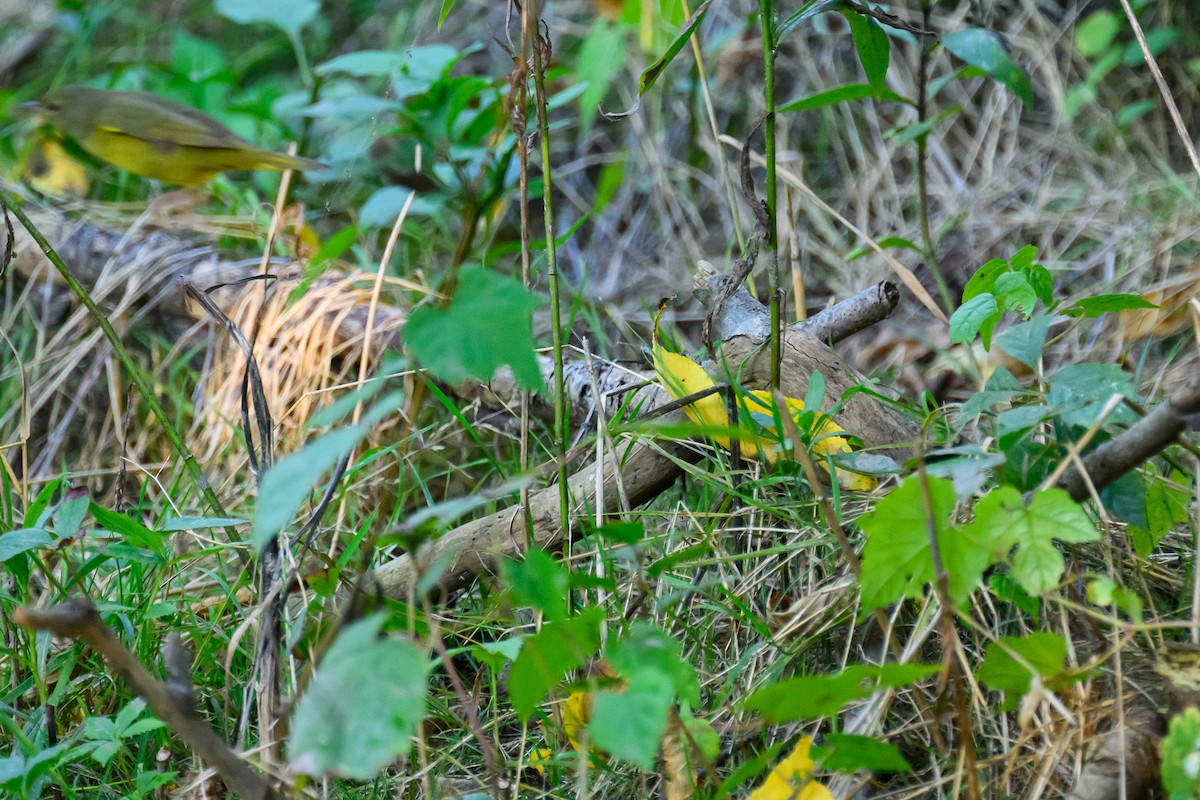 lesňáček sp. (Parulidae sp.) - ML641412216