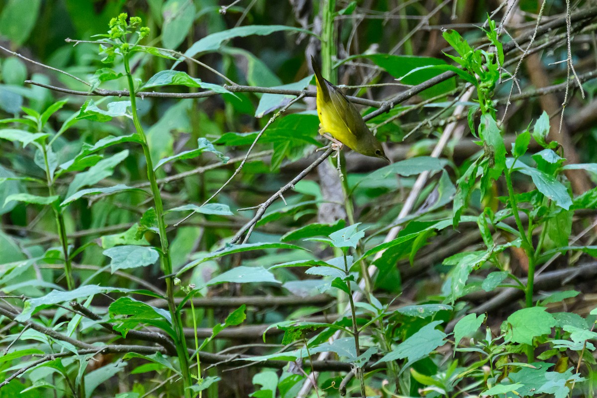 lesňáček sp. (Parulidae sp.) - ML641412217