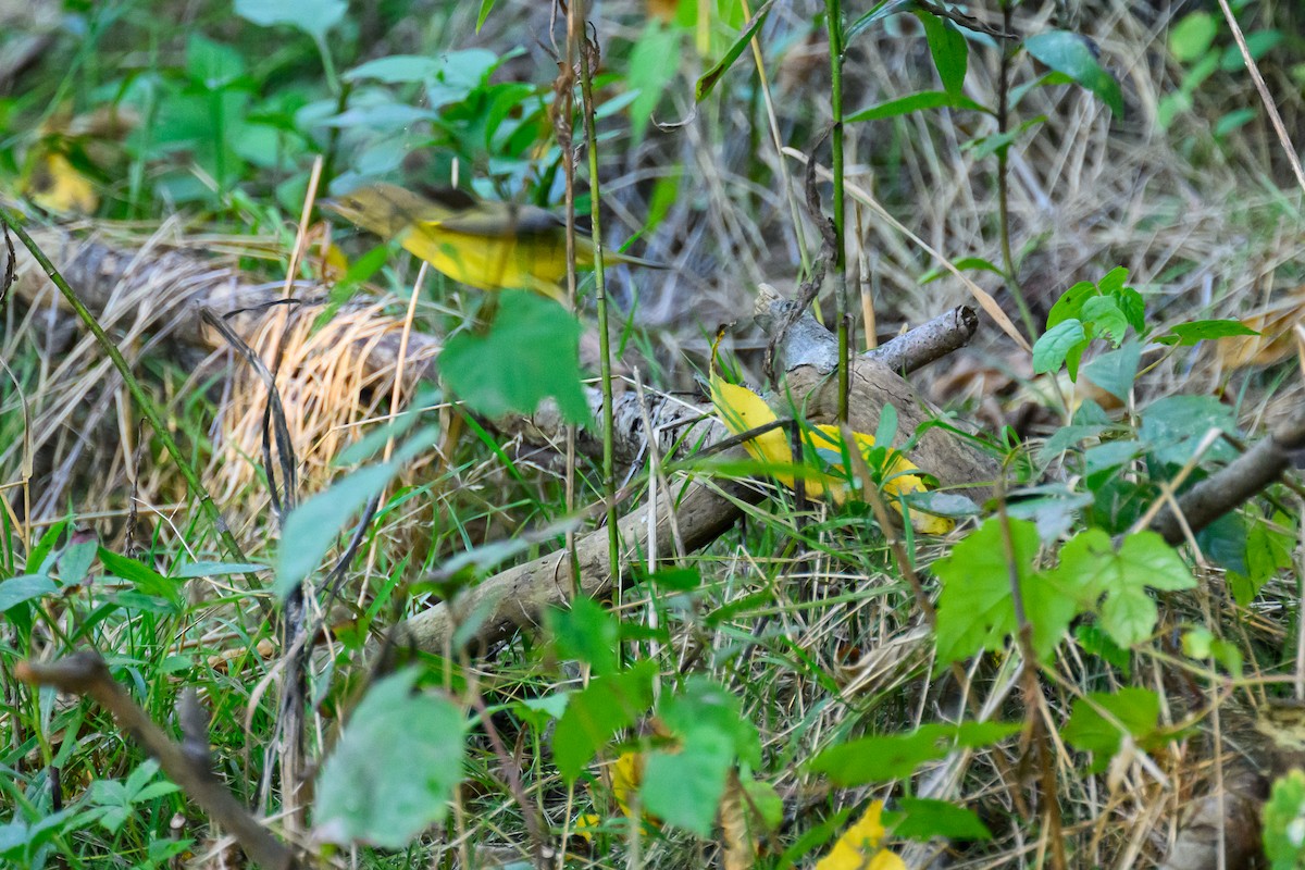 lesňáček sp. (Parulidae sp.) - ML641412218