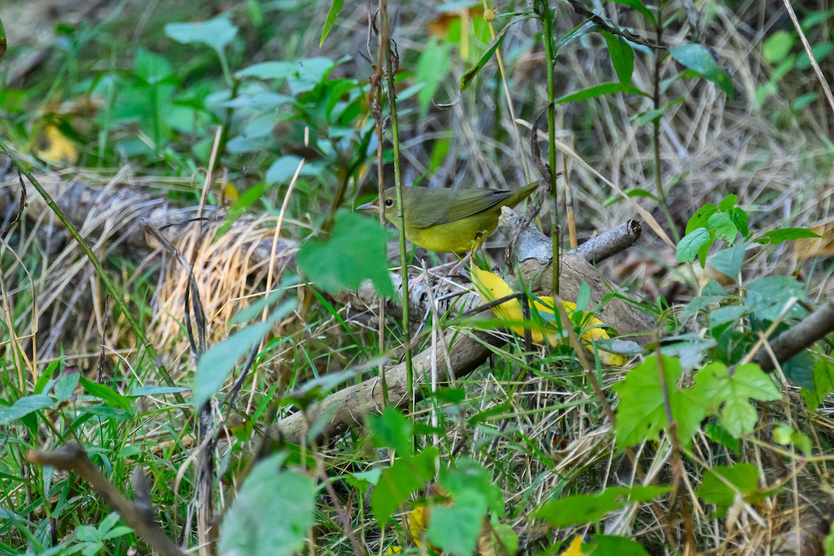 lesňáček sp. (Parulidae sp.) - ML641412220