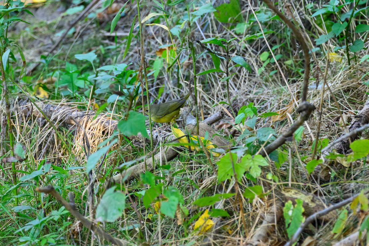 lesňáček sp. (Parulidae sp.) - ML641412222