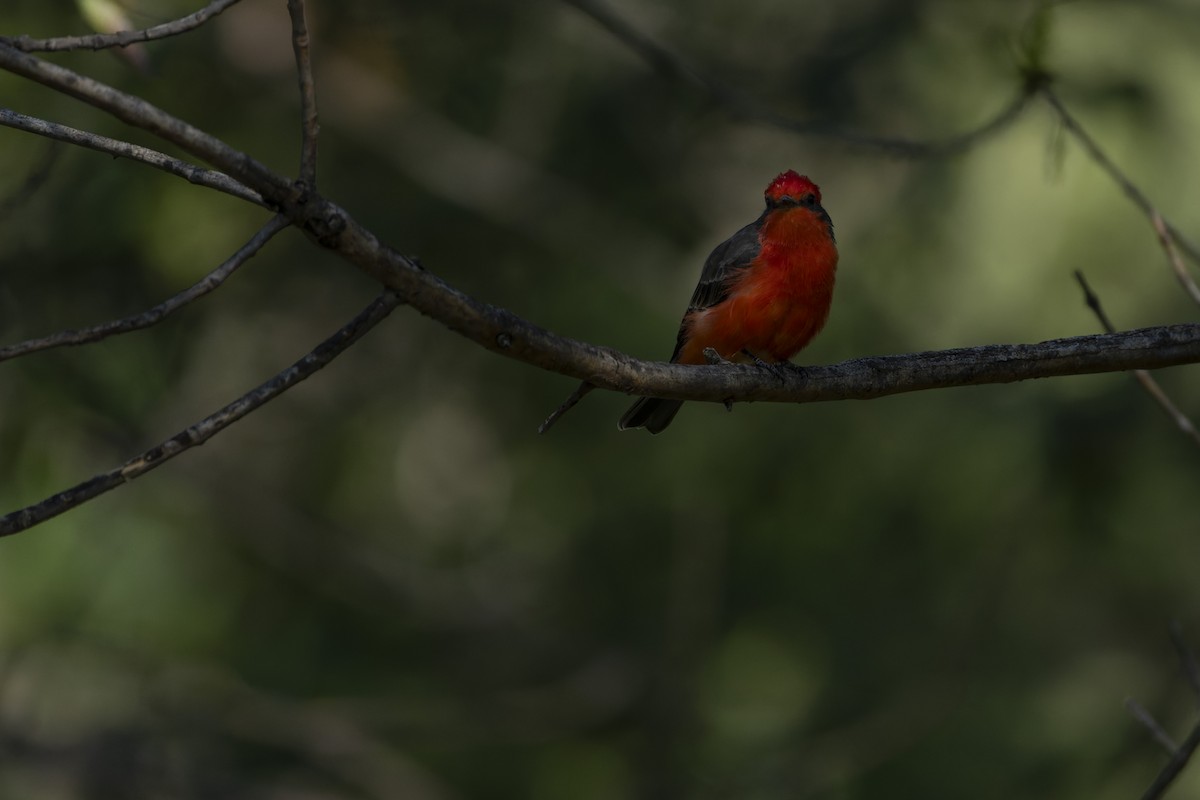 Vermilion Flycatcher - ML641412225