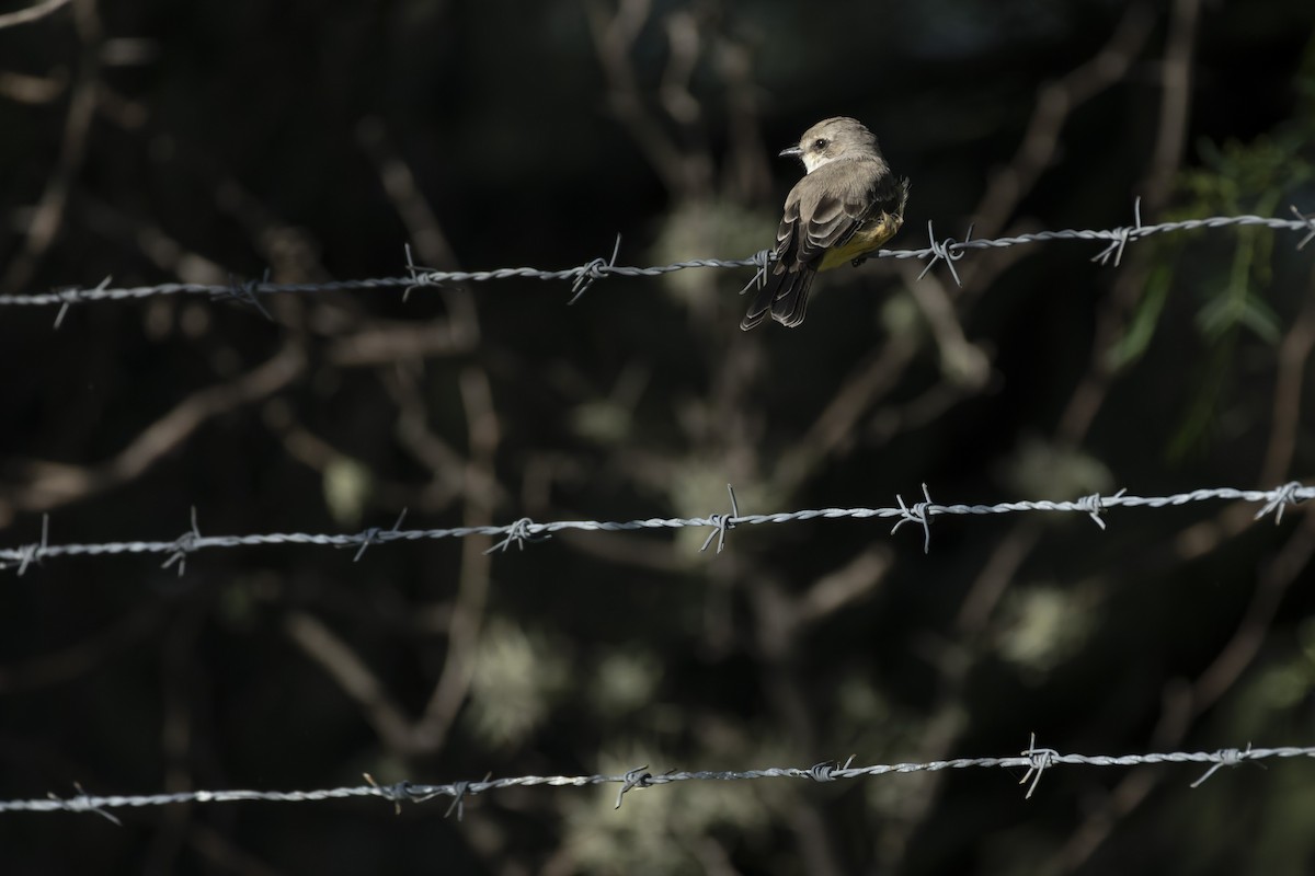 Vermilion Flycatcher - ML641412227