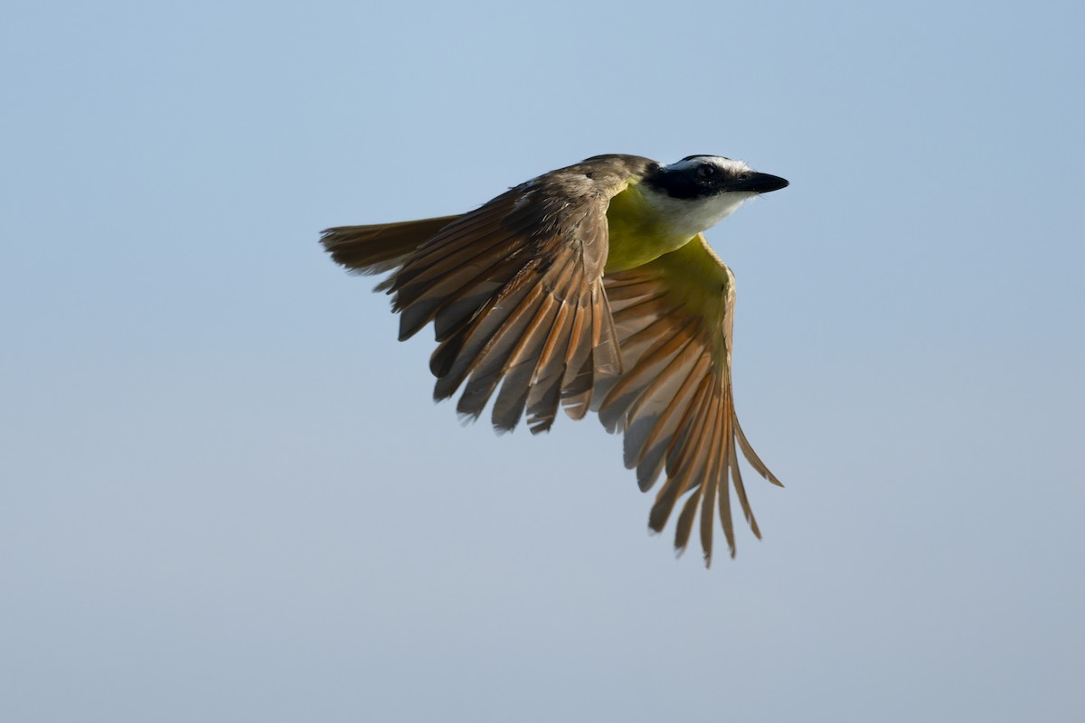 Great Kiskadee - ML641412230