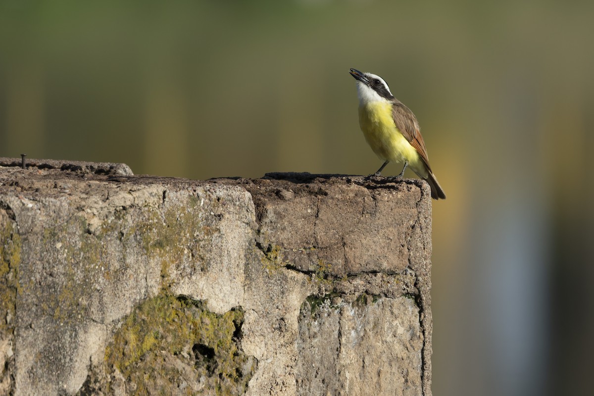 Great Kiskadee - ML641412231