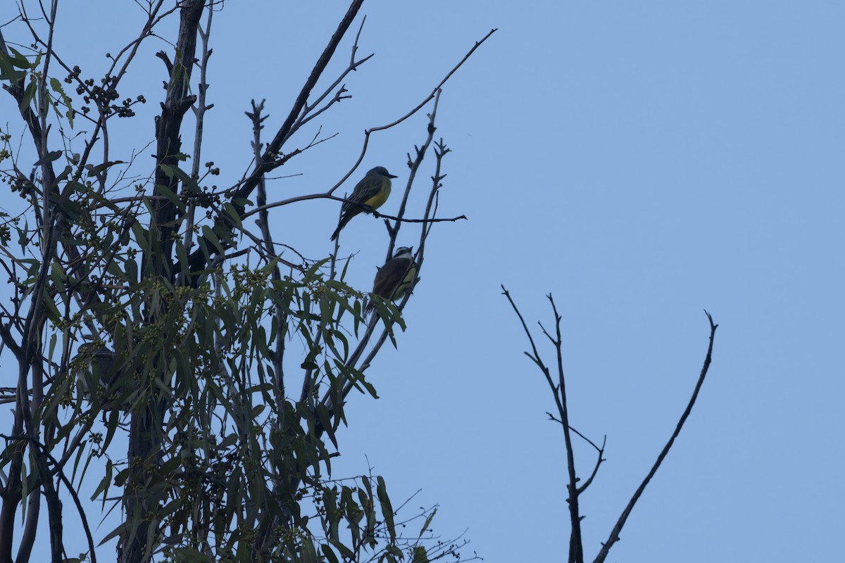 Cassin's Kingbird - ML641412236