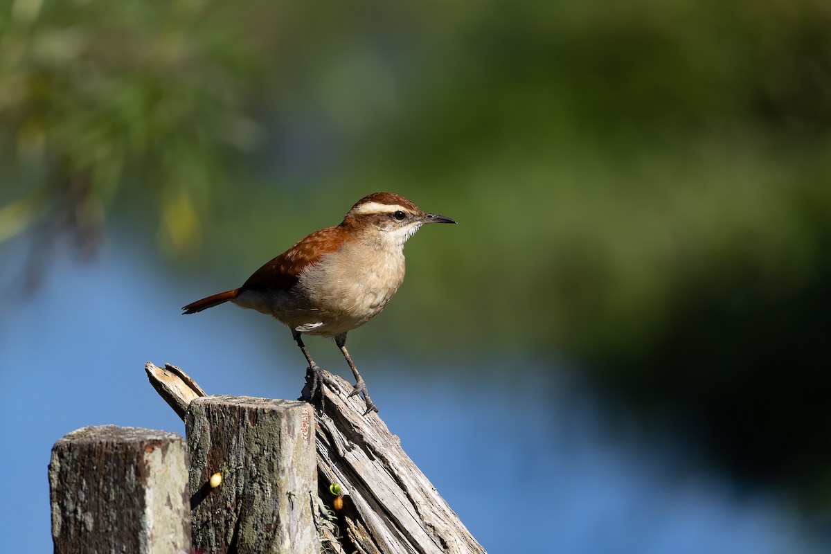 Wing-banded Hornero - ML641412240
